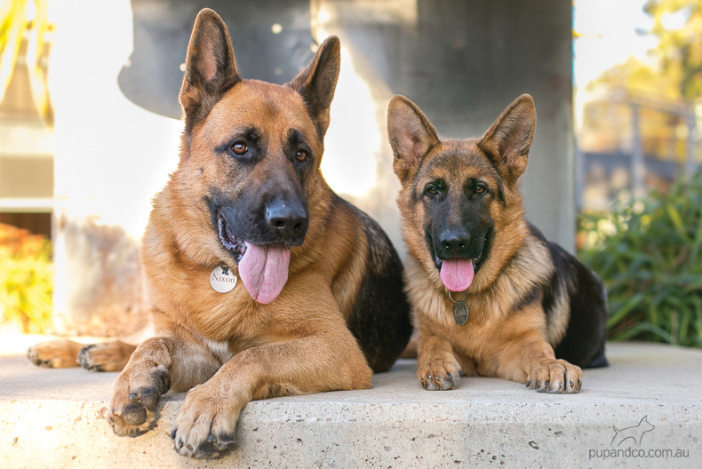 Nixon & Cash, German Shepherd Dogs