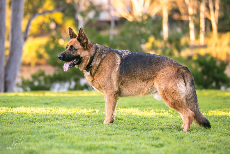 Nixon, German Shepherd Dog