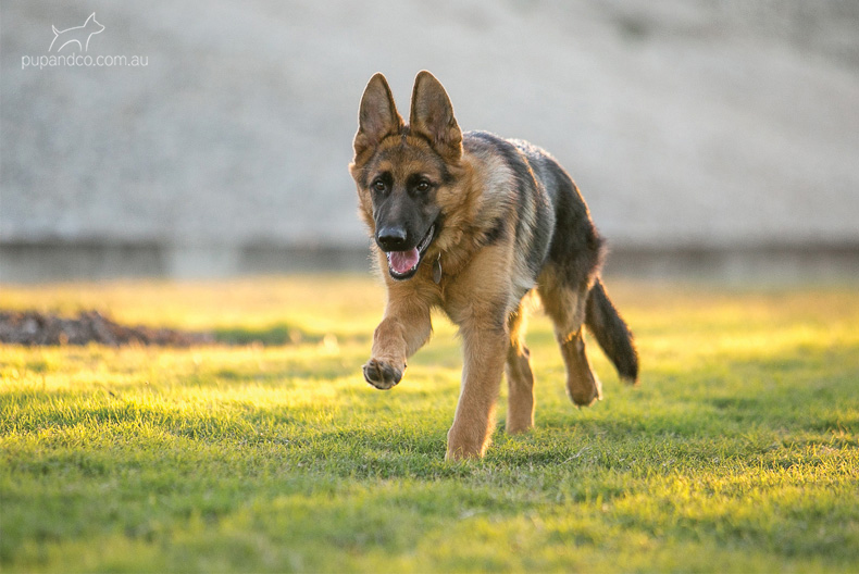 Cash, German Shepherd Dog puppy