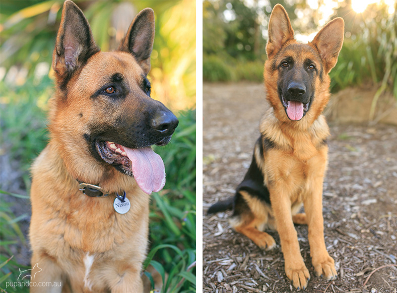 Nixon & Cash, German Shepherd Dogs