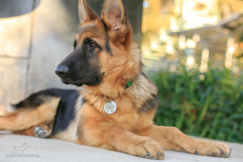 Cash, German Shepherd Dog puppy