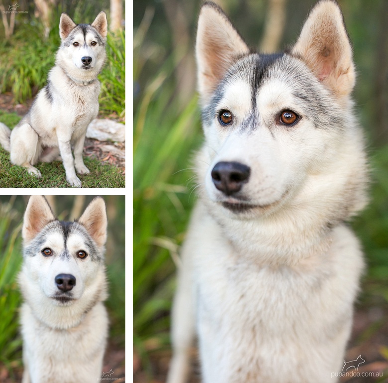 Lumi, a Siberian Husky dog available for adoption