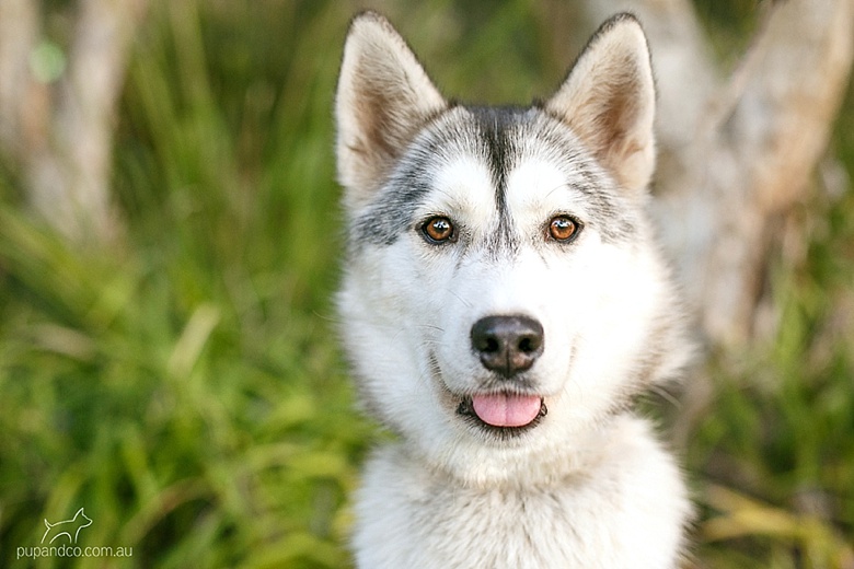 lumi_adoptable_husky_dog_