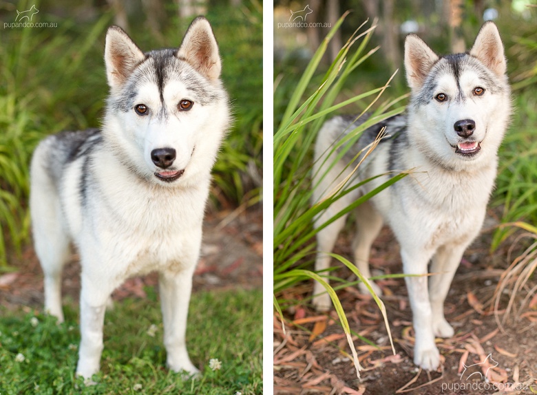 lumi_adoptable_husky_dog_